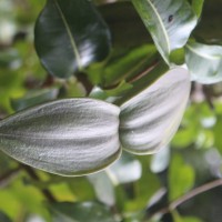 Cryptostegia madagascariensis Bojer ex Decne.